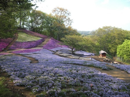 吾妻山公園　平成27年4月17日撮影のシバザクラの写真1