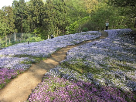 吾妻山公園　平成27年4月17日撮影のシバザクラの写真2