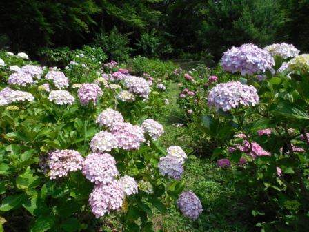 吾妻山公園　平成27年6月23日撮影のあじさいの写真1