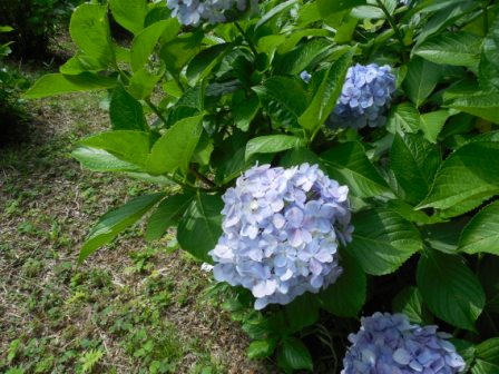 吾妻山公園　平成27年6月23日撮影のあじさいの写真2