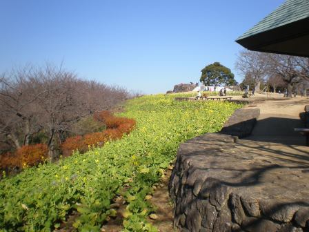 吾妻山公園 平成27年1月5日撮影の菜の花の写真1