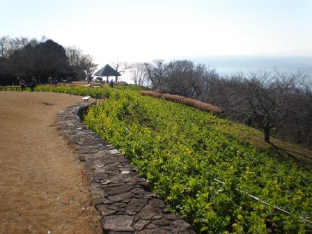 吾妻山公園　平成27年1月5日撮影の菜の花の写真2