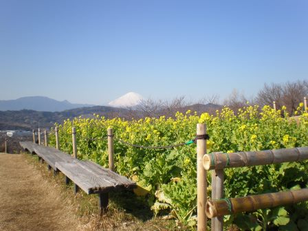 吾妻山公園　平成27年1月5日撮影の菜の花の写真3