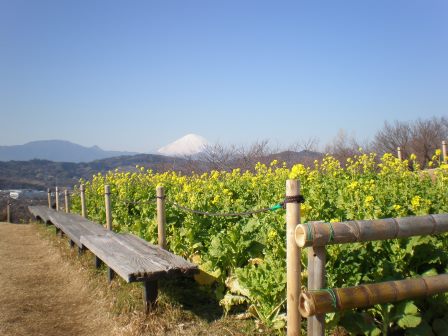 吾妻山公園 平成27年1月5日撮影の菜の花の写真3