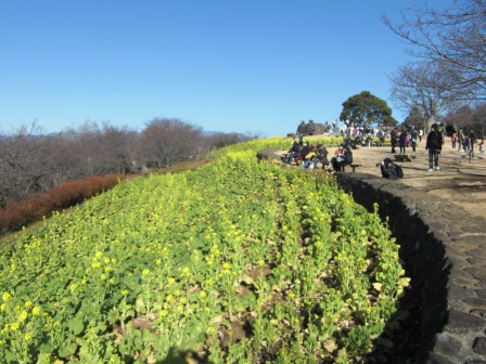吾妻山公園　平成27年1月11日撮影の菜の花の写真1