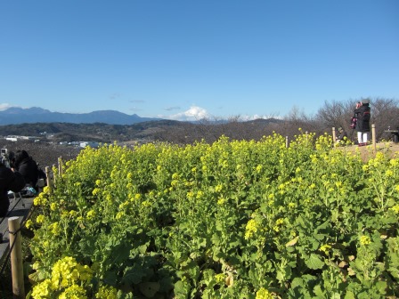 吾妻山公園　平成27年1月11日撮影の菜の花の写真2