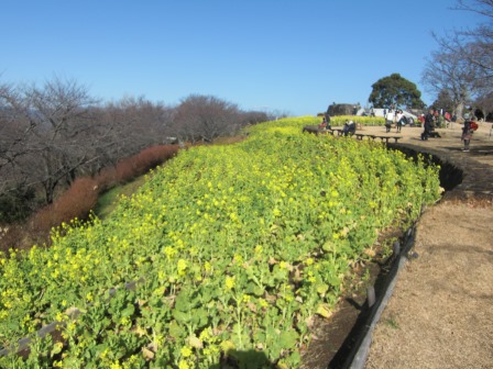 吾妻山公園　平成27年1月16日撮影の菜の花の写真1