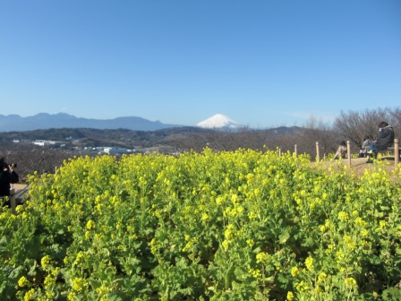 吾妻山公園　平成27年1月16日撮影の菜の花の写真2