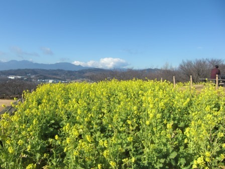 吾妻山公園 平成27年1月23日撮影の菜の花の写真1