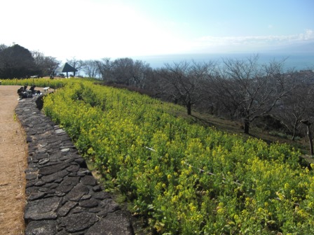 吾妻山公園　平成27年1月23日撮影の菜の花の写真2
