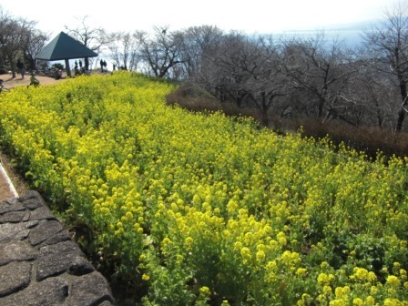 吾妻山公園　平成27年2月3日撮影の菜の花の写真1