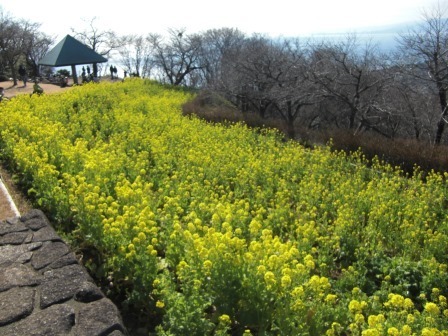吾妻山公園 平成27年2月3日撮影の菜の花の写真1