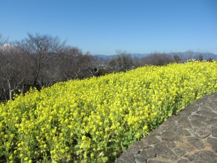 吾妻山公園　平成27年2月3日撮影の菜の花の写真2