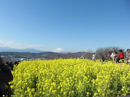 吾妻山公園　平成27年2月3日撮影の菜の花の写真3
