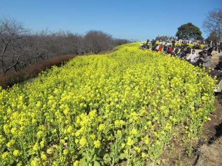 吾妻山公園　平成27年2月3日撮影の菜の花の写真4
