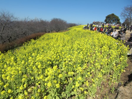 吾妻山公園 平成27年2月3日撮影の菜の花の写真4