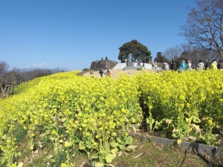 吾妻山公園　平成27年2月6日撮影の菜の花の写真1