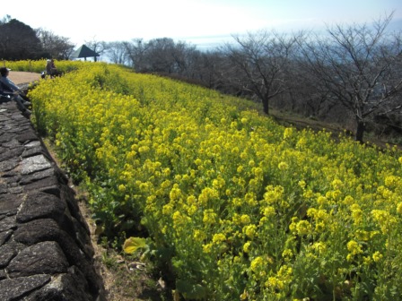 吾妻山公園　平成27年2月6日撮影の菜の花の写真2