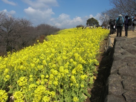 吾妻山公園　平成27年2月20日撮影の菜の花の写真1