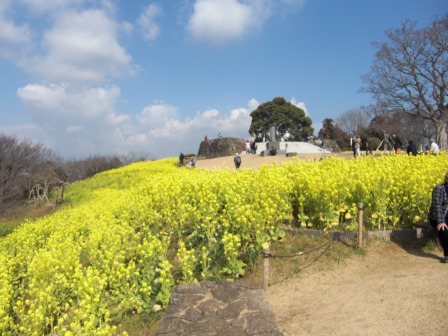 吾妻山公園　平成27年2月20日撮影の菜の花の写真2