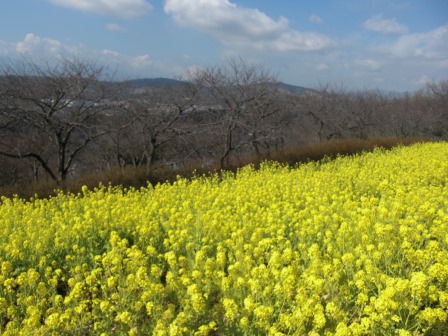 吾妻山公園　平成27年2月20日撮影の菜の花の写真3