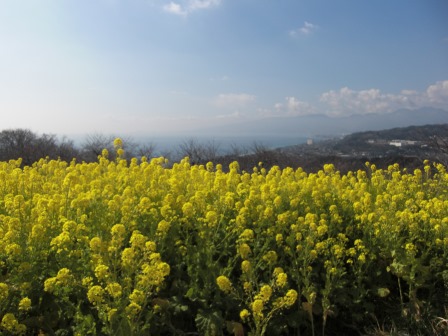 吾妻山公園　平成27年2月20日撮影の菜の花の写真4