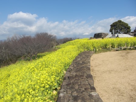 吾妻山公園　平成27年2月27日撮影の菜の花の写真1