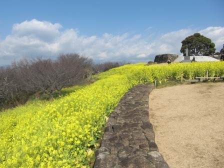 吾妻山公園 平成27年2月27日撮影の菜の花の写真1