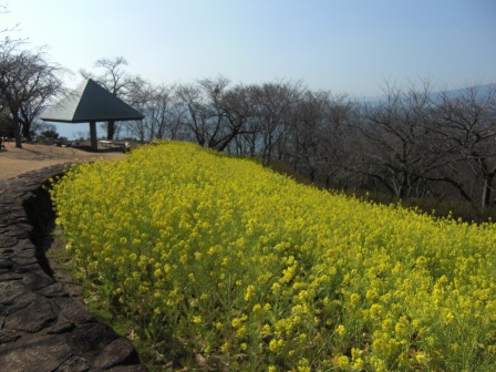 吾妻山公園　平成27年2月27日撮影の菜の花の写真2
