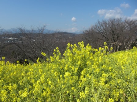 吾妻山公園　平成27年2月27日撮影の菜の花の写真3