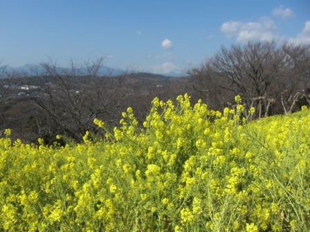 吾妻山公園 平成27年2月27日撮影の菜の花の写真3