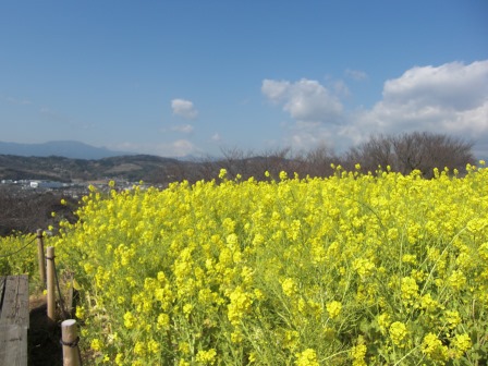 吾妻山公園　平成27年2月27日撮影の菜の花の写真4