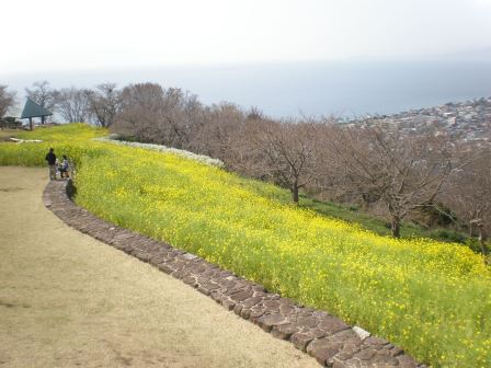 吾妻山公園　平成27年3月24日撮影の菜の花の写真1