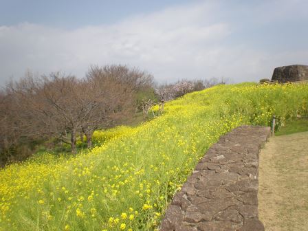 吾妻山公園 平成27年3月24日撮影の菜の花の写真2