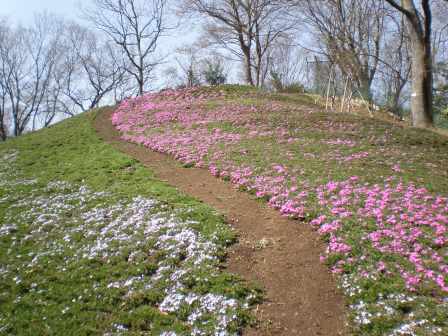 吾妻山公園　平成27年3月24日撮影のシバザクラの写真2