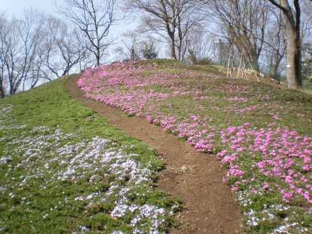 吾妻山公園 平成27年3月24日撮影のシバザクラの写真2