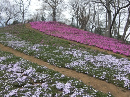 吾妻山公園 平成27年3月29日撮影のシバザクラの写真1