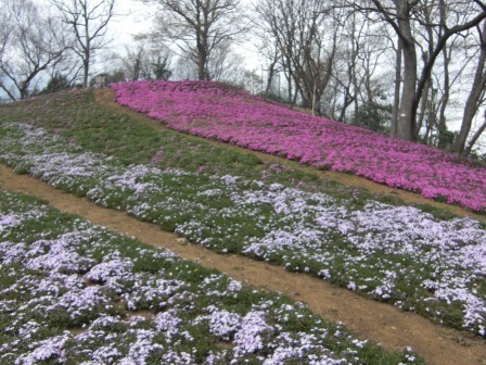 吾妻山公園　平成27年3月29日撮影のシバザクラの写真1