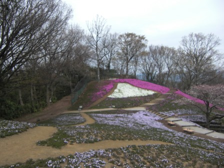 吾妻山公園 平成27年3月29日撮影のシバザクラの写真2