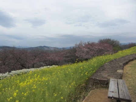 吾妻山公園 平成27年3月29日撮影の菜の花の写真