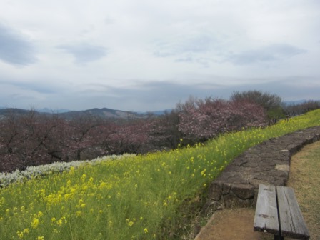 吾妻山公園　平成27年3月29日撮影の菜の花の写真