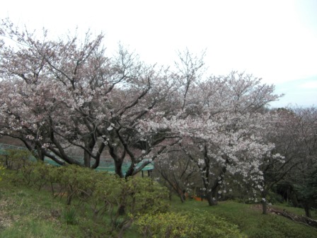 吾妻山公園　平成27年3月29日撮影の桜の写真