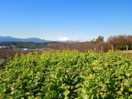 吾妻山公園菜の花画像7