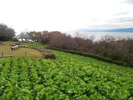 吾妻山公園菜の花画像1