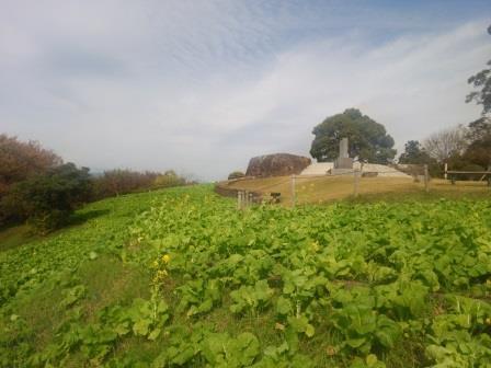 吾妻山公園菜の花画像5