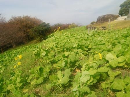 吾妻山公園菜の花画像6