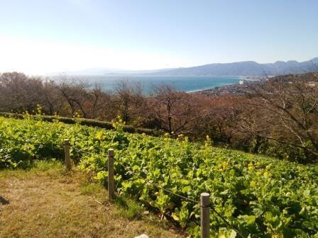 吾妻山公園菜の花画像8