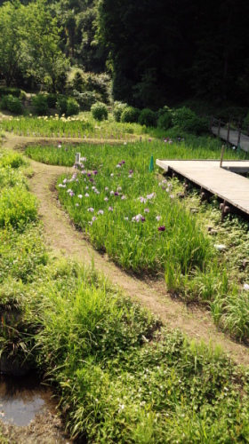 せせらぎ公園ハナショウブ5