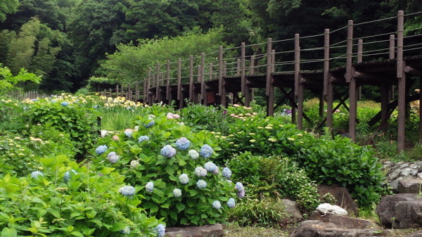 せせらぎ公園アジサイ