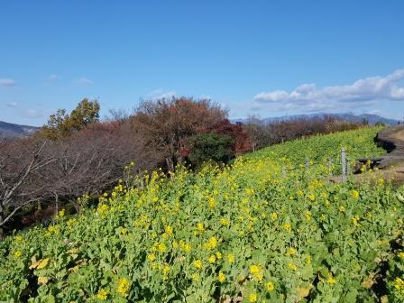 吾妻山公園の菜の花の画像1